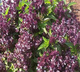 200 Holy Basil Seeds Garden Herb Ocimum tenuiflorum - Non-GMO