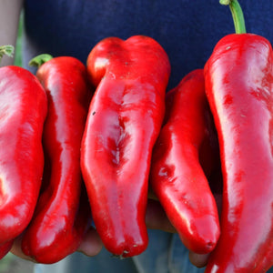 200 Red Marconi Pepper Seeds Sweet Giant Heirloom - Premium Non-GMO, Open Pollinated, US Grown Seed, Always Fresh!