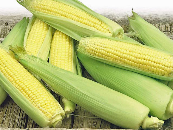 30 Golden Bantam ORGANIC Corn Seeds Heirloom - Non-GMO