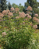 500 Joe Pyeweed, Spotted Flower Seeds Perennial Eutrochium maculatum