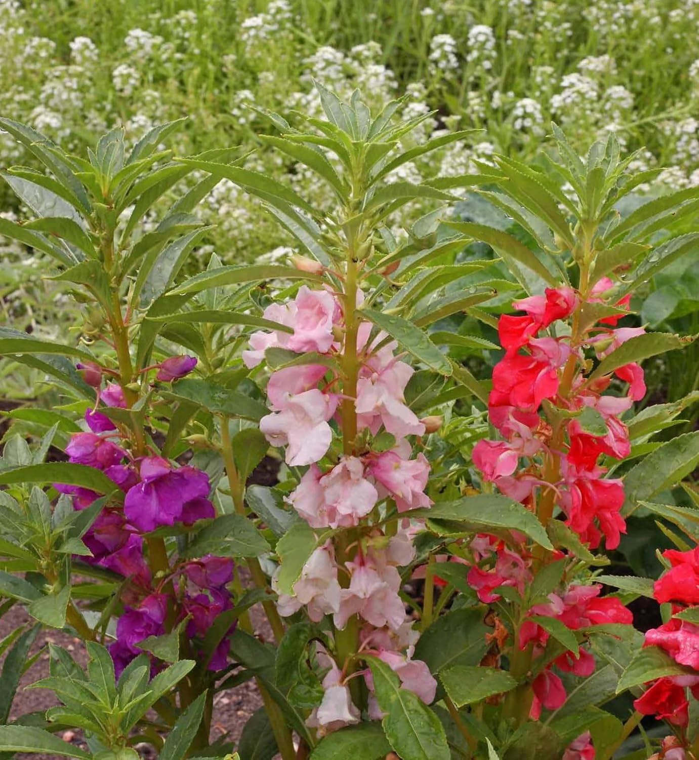 250 Balsam Flower Seeds, 'Tom Thumb Mix', Impatiens balsamin – The  Gardening World