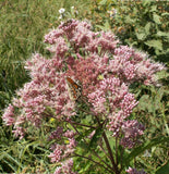 500 Joe Pyeweed, Spotted Flower Seeds Perennial Eutrochium maculatum
