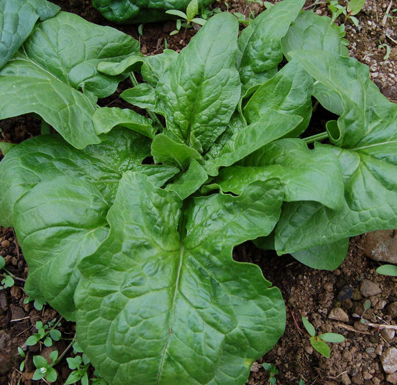 500 Winter Giant Spinach Seeds Long Standing Heirloom - Premium Non-GMO, Open Pollinated, US Grown