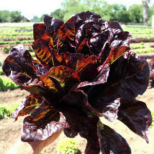 2000 Lettuce Seeds - Red Romaine - Non-GMO, Open Pollinated, US Grown Seed, Always Fresh! (Copy) (Copy)