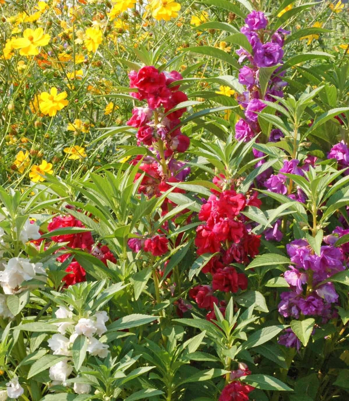 balsam flower seed 250 Balsam Flower Seeds, 'Camellia Flowered Mix', Impatiens balsamina – The  Gardening World