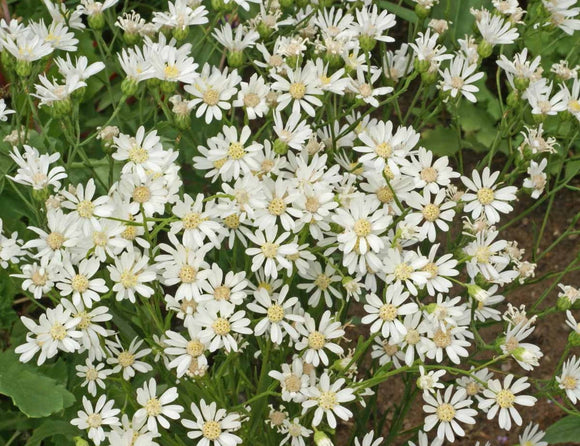 250 Aster White Upland Seeds Solidago ptarmicoides - Drought tolerant