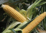 30 Golden Bantam ORGANIC Corn Seeds Heirloom - Non-GMO