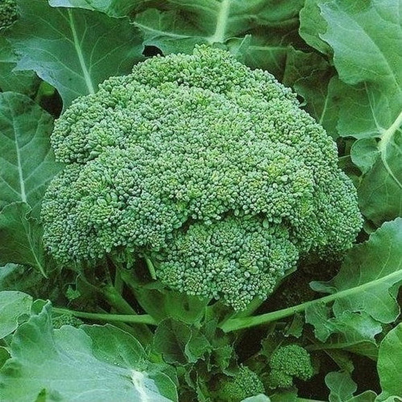 500 Broccoli Seeds, Green Sprouting Calabrese, NON-GMO, Heirloom