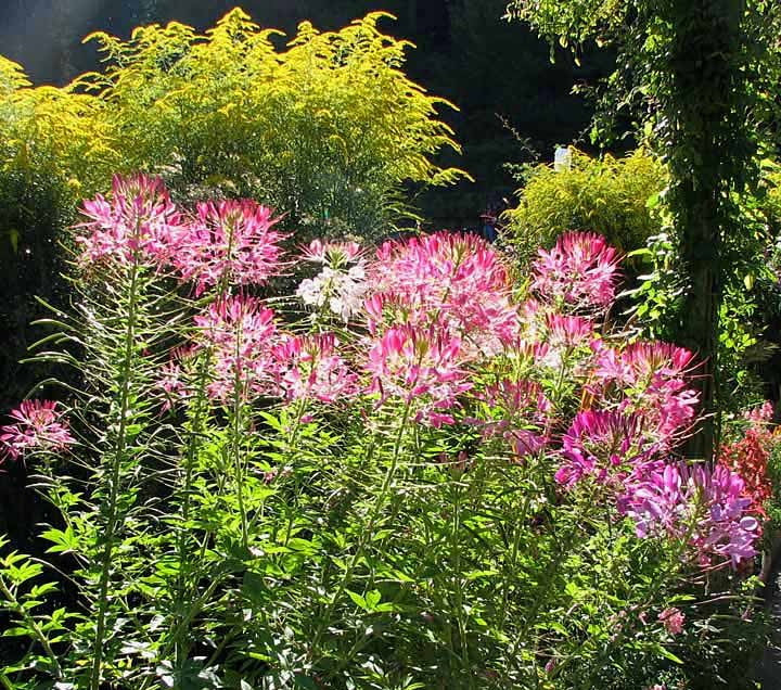 spider plant flowers seeds 500 Spider Plant Flower Seeds Cleome hassleriana – The Gardening World