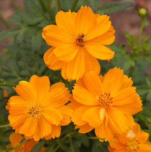 250 Cosmos Sulphur Dwarf Orange Flower Seeds