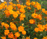 250 Cosmos Sulphur Dwarf Orange Flower Seeds