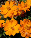 250 Cosmos Sulphur Dwarf Orange Flower Seeds