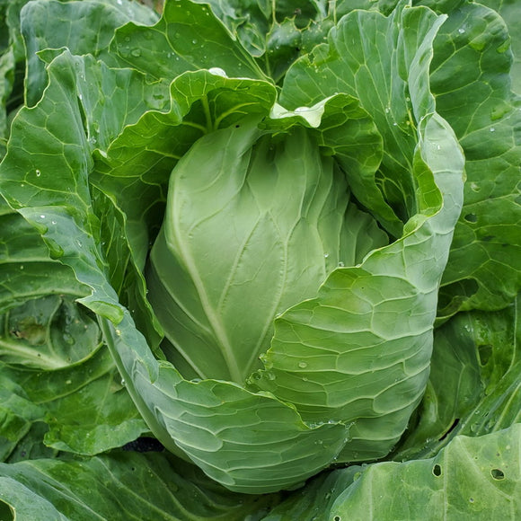 1000 Cabbage Seeds - Early Jersey Wakefield - Premium Non-GMO