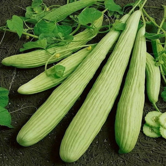 150 Cucumber Seeds - Metki Pale Green Armenian Yard-Long - Premium Non-GMO