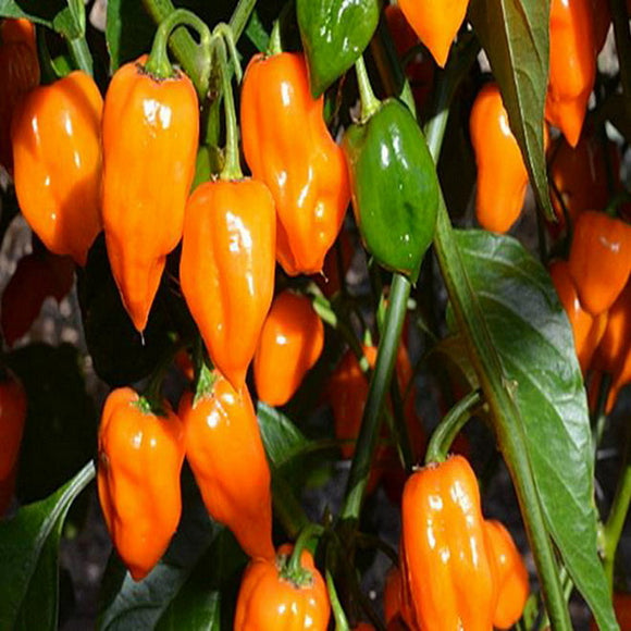 100 Habanero Pepper Seeds Orange Organic Heirloom - Non-GMO