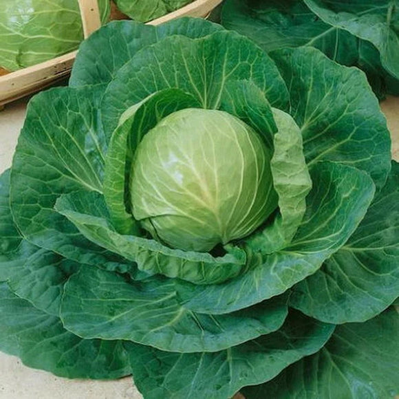 1000 Cabbage Seeds - Green Express - Premium Non-GMO, Open Pollinated