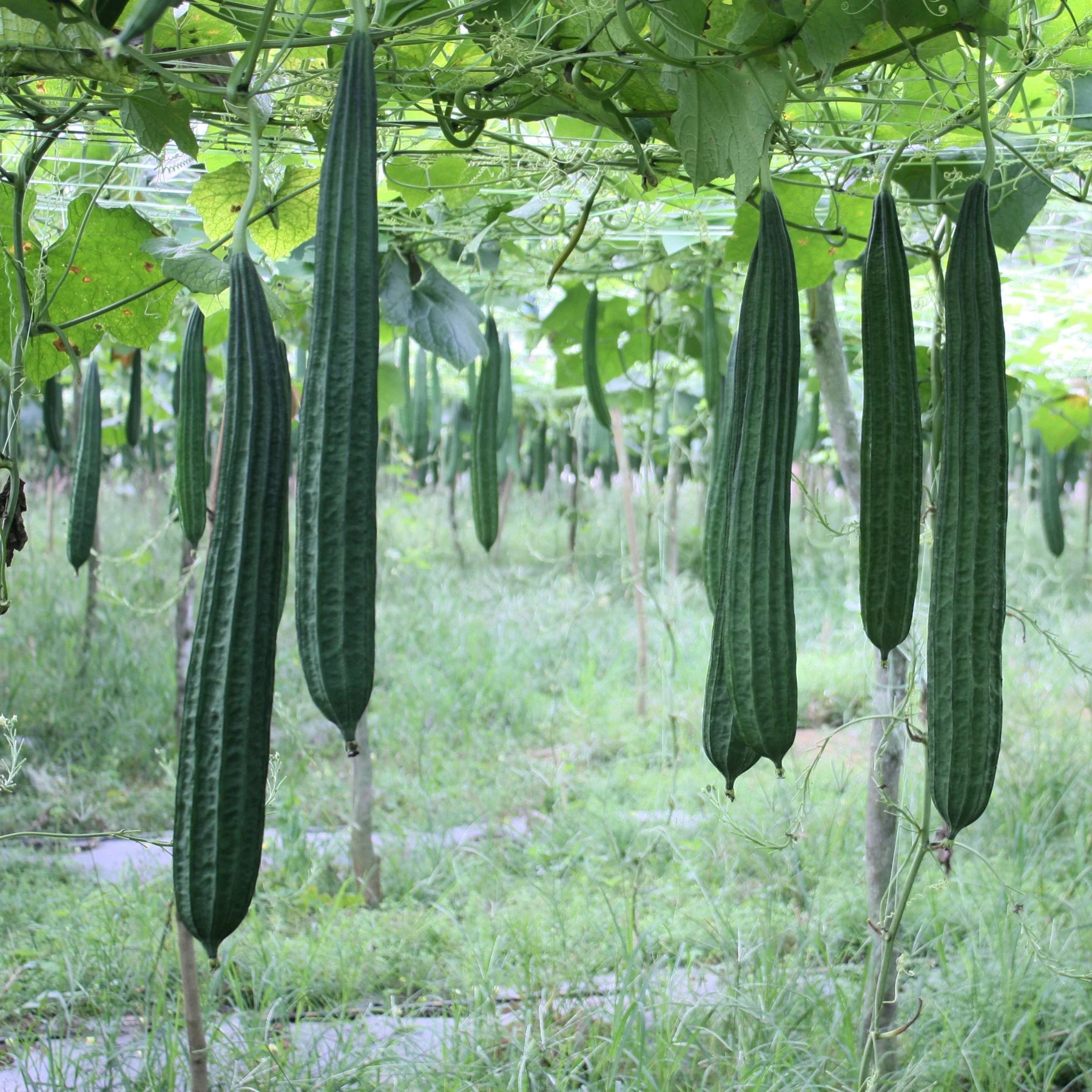 loofah plant seeds 25 Gourds Seeds - Luffa Sponge Heirloom
