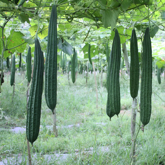 25 Gourds Seeds - Luffa Sponge Heirloom - Premium Non-GMO, Loofa, Loofah