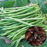 70 Provider Green Bush Bean Seeds Heirloom