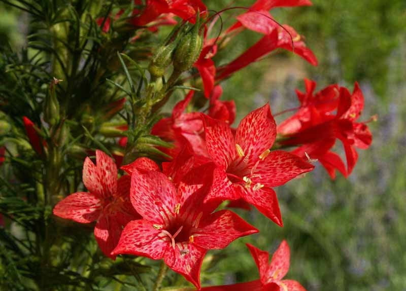 500 Gilia Red Standing Cypress Flower Seeds Ipomopsis rubra