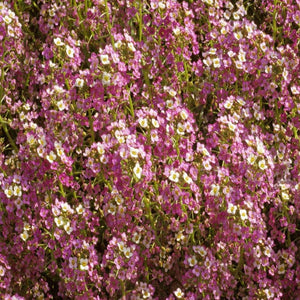 1000 Sweet Alyssum Seeds Dwarf Pink Lobularia Maritima (Ground Cover)