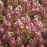 1000 Sweet Alyssum Seeds Dwarf Pink Lobularia Maritima (Ground Cover)