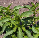500 Lemon Basil Seeds Heirloom Garden Planting Herb