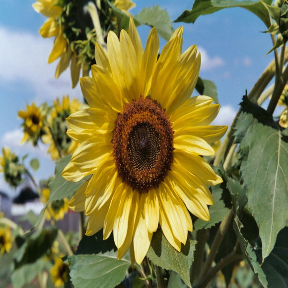 100 Sunflower ‘Lemon Queen’ Flower Seeds Helianthus annuus