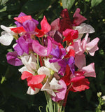 65 Sweet Pea Seeds ‘Royal Family Mix’ Flower Seeds Annual Lathyrus odoratus