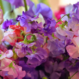 65 Sweet Pea Seeds ‘Royal Family Mix’ Flower Seeds Annual Lathyrus odoratus
