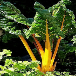 250 Swiss Chard Seeds - Yellow Heirloom - Non-GMO - Always Fresh Seeds!