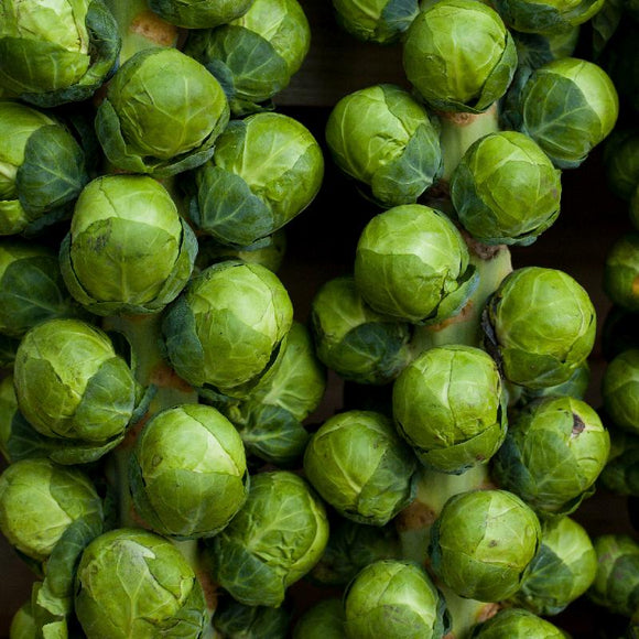 1500 Brussel Sprouts - Catskill - Premium Non-GMO, Open Pollinated, US Grown