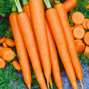 3000 Carrot Seeds - Tendersweet Heirloom - Premium Non-GMO, Open Pollinated