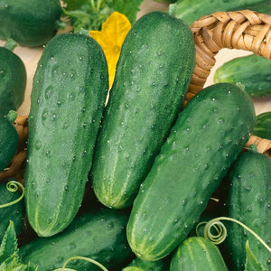 200 Cucumber Seeds - Homemade Pickles Heirloom - Premium Non-GMO