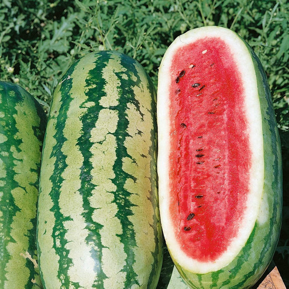 40 Watermelon Seeds - Georgia Rattlesnake Heirloom - NON-GMO - Always Fresh Seed