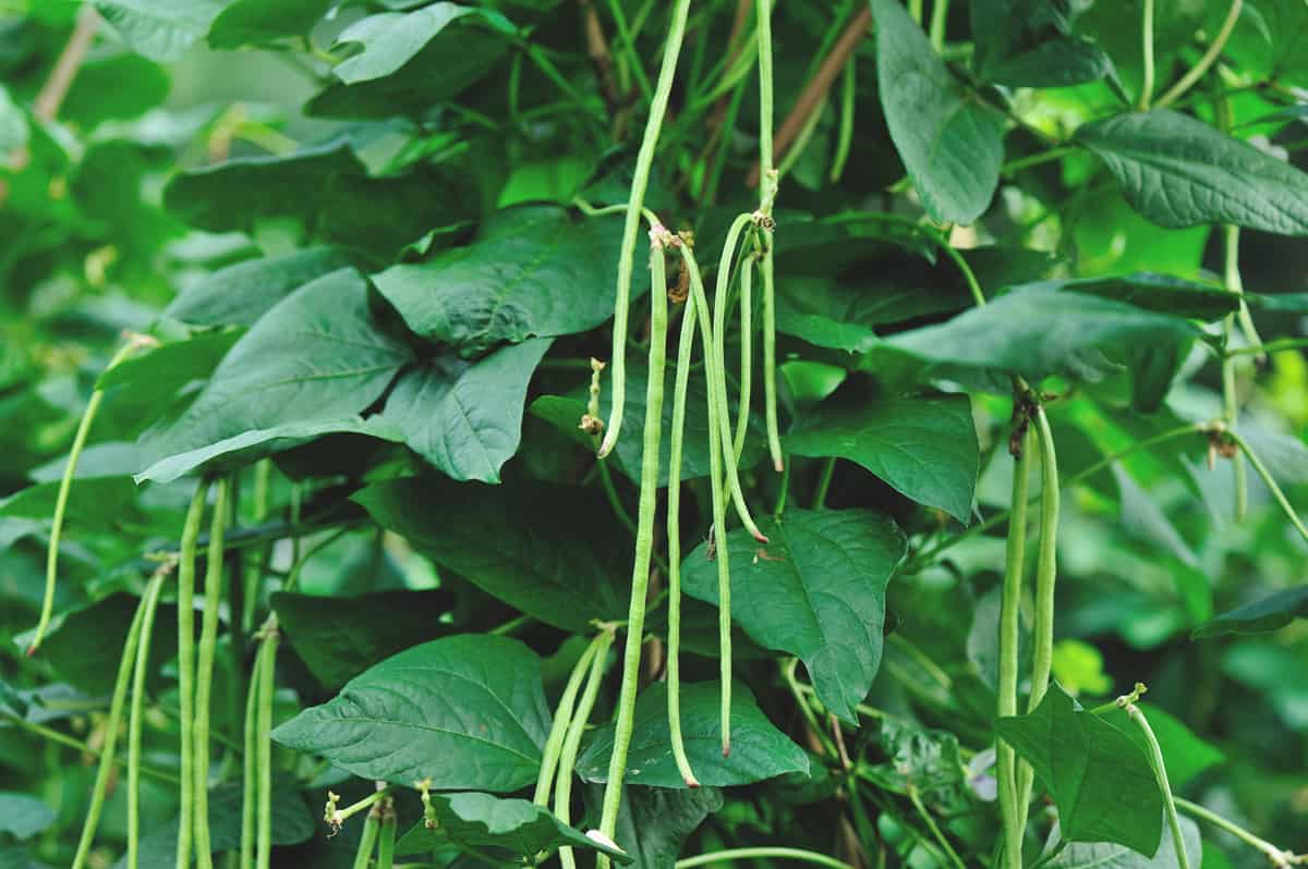 asian seeds for planting 50 Asian Long Bean Seeds - Very Productive Heirloom - Non-GMO