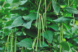 75 Yard Long Bean seeds Asian Chinese Long Bean String beans NON-GMO PANTASTIKO