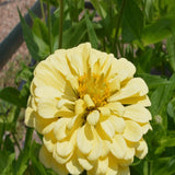 200 Zinnia "Isabellina" Flower Seeds Zinnia Elegans