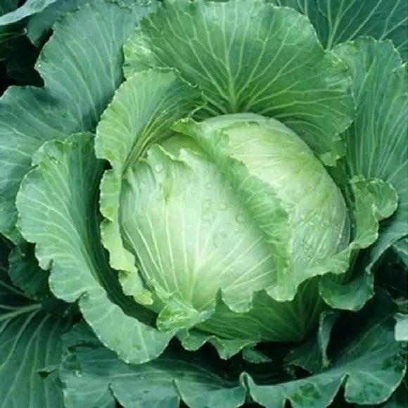 1000 Cabbage Seeds - All Seasons - Premium Non-GMO, Open Pollinated