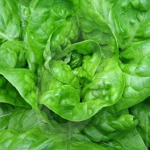 2000 Lettuce Seeds - Butterhead - All Year Round - Non-GMO, Open Pollinated, US Grown Seed, Always Fresh! (Copy)