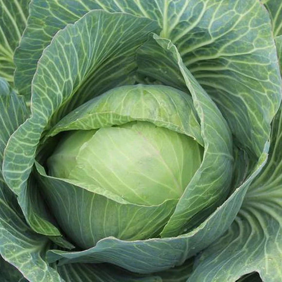 500 Cabbage Seeds - Brunswick - Premium Non-GMO, Open Pollinated