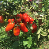 250 San Marzano Organic Tomato Seeds - Indeterminate - Great For Canning Sauces