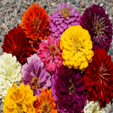 200 Zinnia "Dahlia Flowered Mix" Flower Seeds Zinnia Elegans