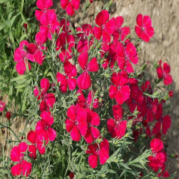 1000 MAIDEN PINKS Flower Seeds Brilliant Dianthus Deltoides