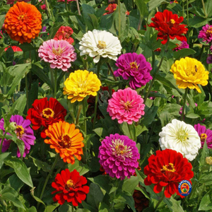 200 Zinnia "California Giants Mix" Flower Seeds Zinnia Elegans