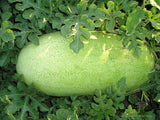 100 Watermelon Seeds - Picnic - Charleston Grey - NON-GMO - Always Fresh Seed (Copy)