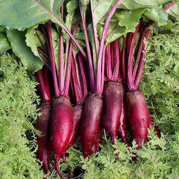 500 Cylindra Beet Seeds - Beta Vulgaris, Premium Non-GMO, Open Pollinated