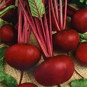 500 Crosby Egyptian Beet Seeds - Beta Vulgaris, Premium Non-GMO, Open Pollinated