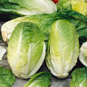 2000 Lettuce Seeds - Romaine - Giant Caesar - NON-GMO - Always Fresh Seeds!