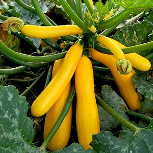 50 Squash Seeds - Summer - Zucchini Golden Heirloom - Premium Non-GMO, OP